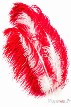 Struzzo premium - 50-60 cm - crema-rosso